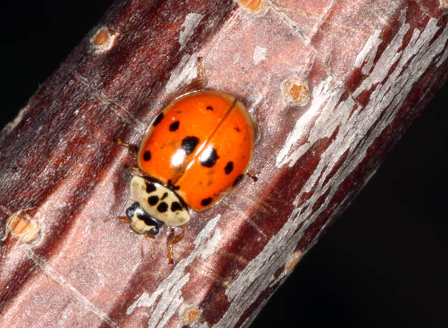 Adalia decempunctata - Copyright Denis Bourgeois